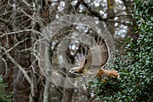 Red Tailed Hawk flying at raptor show.