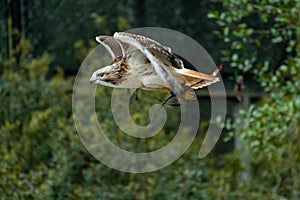 Red Tailed Hawk flying at raptor show.