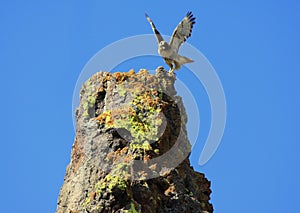 Red-tailed Hawk Flying from a Rock Perch