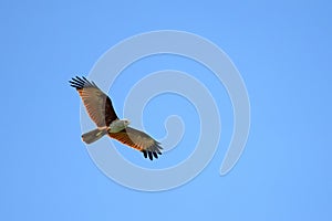 Red-tailed hawk flying in the sky. Blue