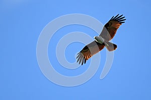 Red-tailed hawk flying in the sky. Blue