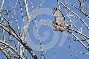 Red-Tailed Hawk Flying Among the Trees