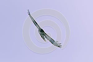 Red-tailed hawk flying in winter