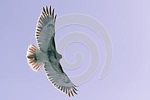 Red-tailed hawk flying in winter