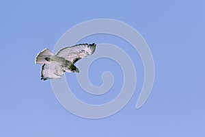 Red-tailed hawk flying in winter