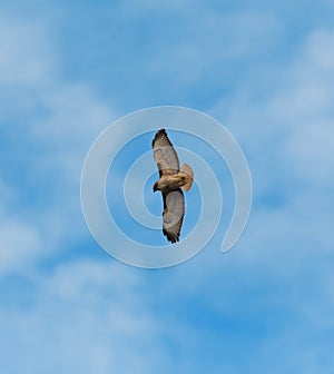 Red-tailed hawk gliding in the air