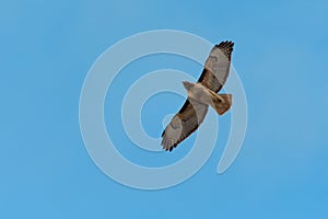 Red-tailed hawk gliding in the air