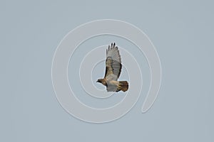 Red-tailed hawk gliding in the air