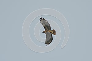 Red-tailed hawk gliding in the air