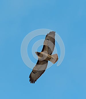 Red-tailed hawk gliding in the air