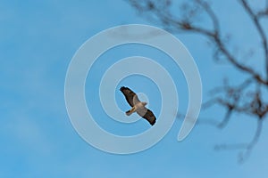 Red-tailed hawk gliding in the air