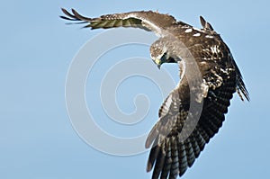 Red Tailed Hawk on the Hunt