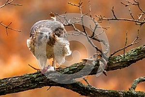 Red Tailed hawk after hunting