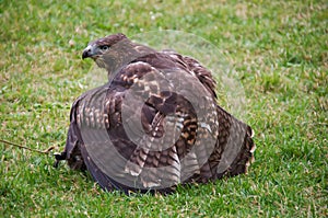 Red-tailed hawk hunting rabbit