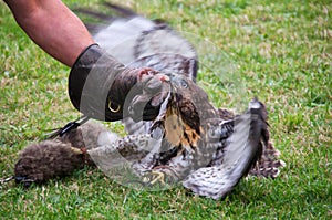Red-tailed hawk hunting rabbit