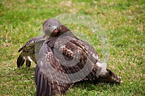 Red-tailed hawk hunting rabbit