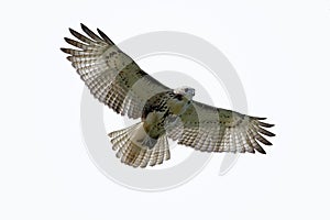 Red-tailed Hawk Isolated