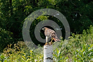 Red-tailed hawk isolated on white. Buteo Jamaicensis. Accipitridae family.