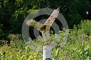 Red-tailed hawk isolated on white. Buteo Jamaicensis. Accipitridae family.