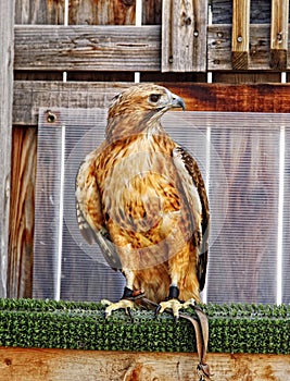 Red-Tailed Hawk in its Mews