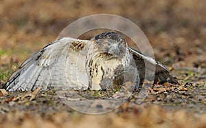 Red-tailed hawk just has caught a squirrel photo