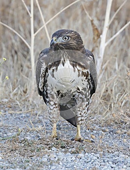 Red-tailed Hawk Juvenile Standing on the Ground