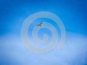 Red-tailed hawk with large wingspan soaring through the blue sky