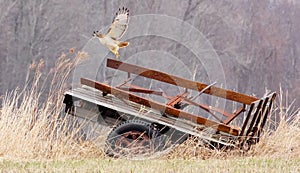 Red-tailed Hawk Liftoff from an Old Wagon