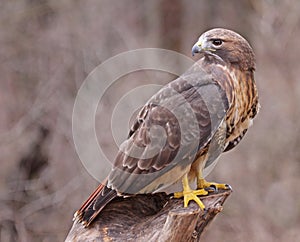 Red-tailed Hawk Looking Back