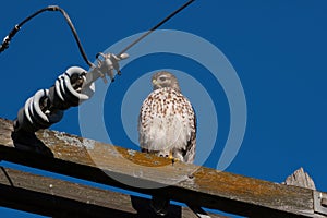 Red-tailed Hawk looking down from its perch on a power pole