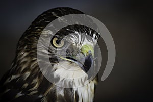 A Red Tailed Hawk looking for food