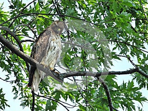 Red Tailed Hawk Looks Down: A bird of prey, red-tailed hawk perched in a maple tree looks down as this raptor hunts