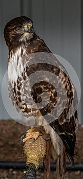 Red Tailed Hawk looks for foodBirds of Prey Centre Coleman Alberta Canada