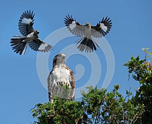 Red-tailed Hawk and Mockingbirds in Florida