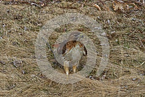 Red-tailed Hawk with a mouse in its talons
