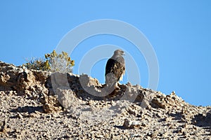 A Red-tailed Hawk near Lake Mead in Nevada