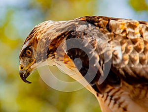 Red-Tailed Hawk peering down at prey
