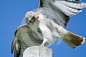 Red-Tailed Hawk Peering at Prey