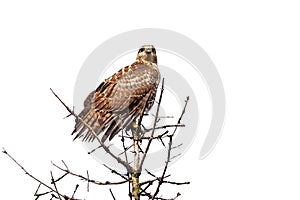 Red-Tailed Hawk Perch on a Pine Tree