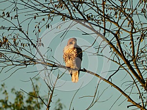 Red-Tailed Hawk Perched on the Dead Part of the Tree Among Fall Foliage