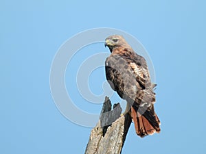 Red-tailed Hawk Perched on a Dead Tree Branch