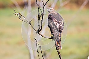 Red-Tailed Hawk perched in dead tree.