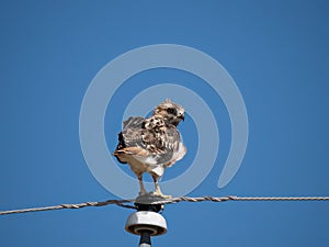 Red-Tailed Hawk Perched on the Insulator of a Power Pole with Blue Sky in Background