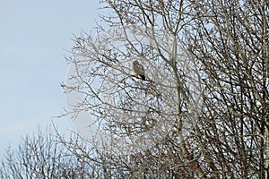 Red-tailed Hawk on a tree limb