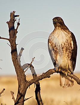 Red Tailed Hawk Perched
