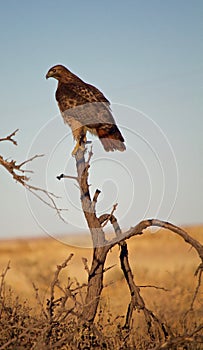 Red Tailed Hawk Perched