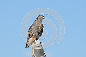 Red tailed hawk perched on a post