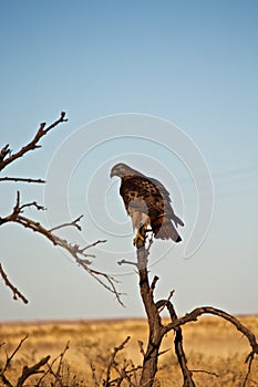 Red Tailed Hawk Perched