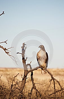 Red Tailed Hawk Perched