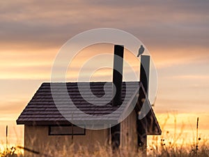 Silhouette of Hawk at Sunset